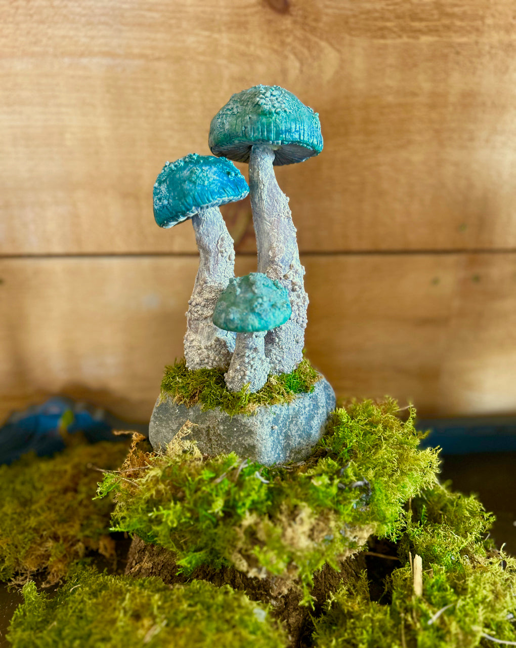 Mushrooms on a stone