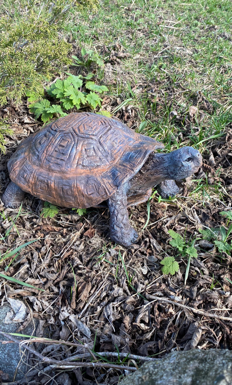 Speedy the Turtle