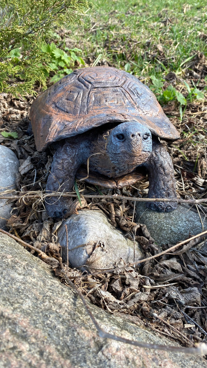 Speedy the Turtle